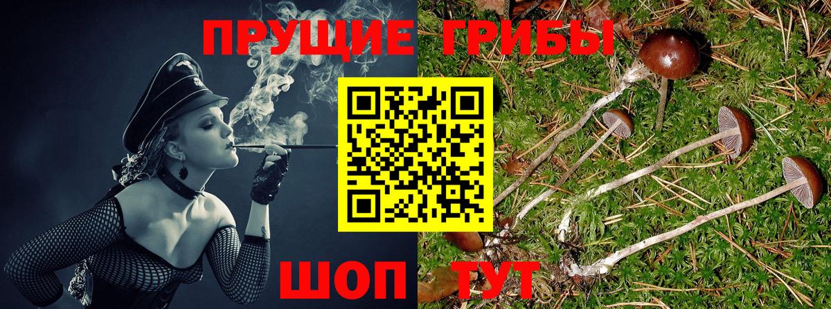 Псилоцибиновые грибы Psilocybe  Псилоцибиновые грибы Cubensis  Батайск 